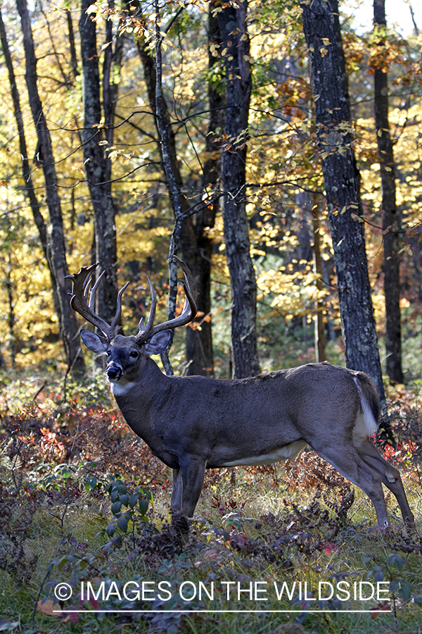 White-tailed buck in habitat. 