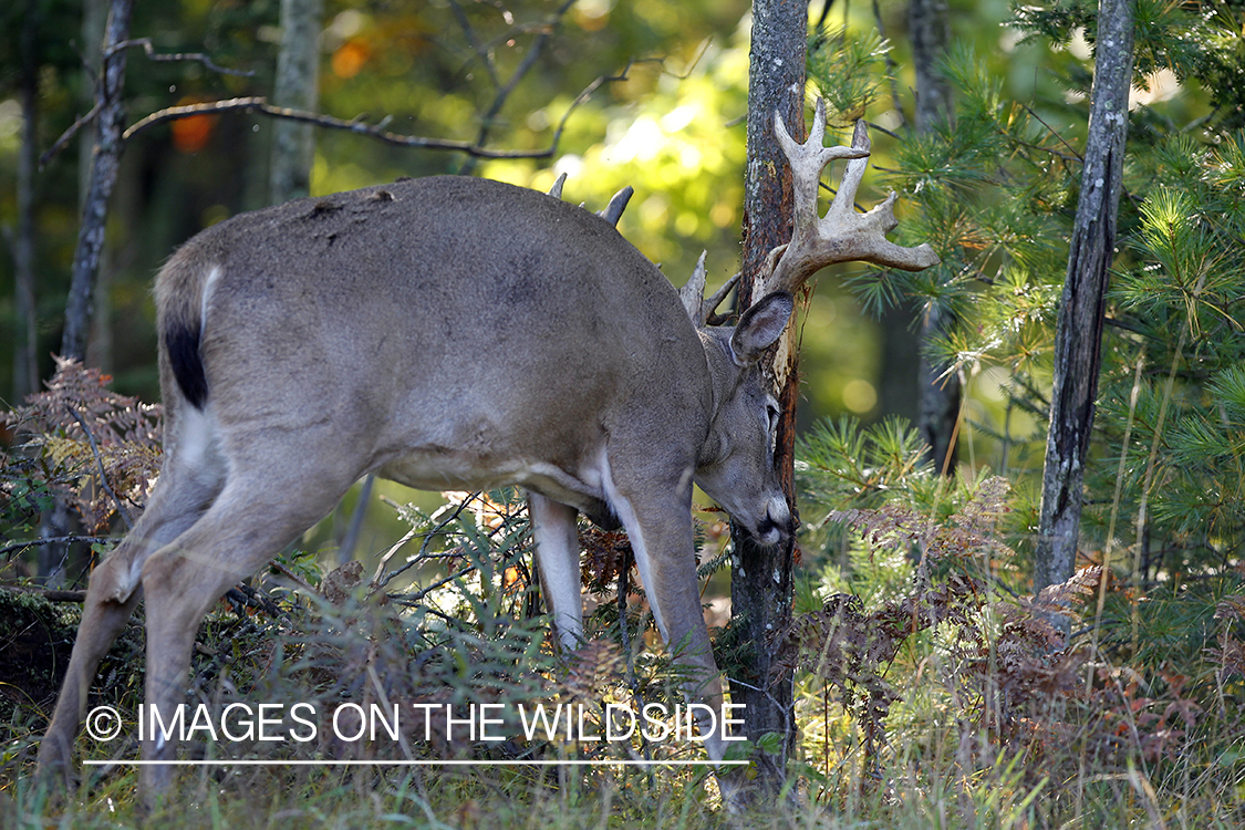 White-tailed buck rubbing tree. 