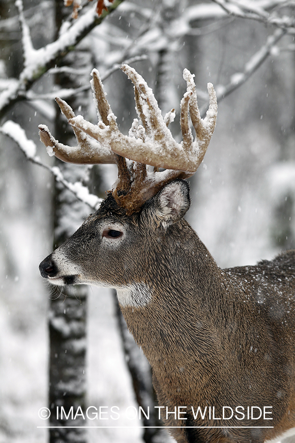 White-tailed buck in winter.  