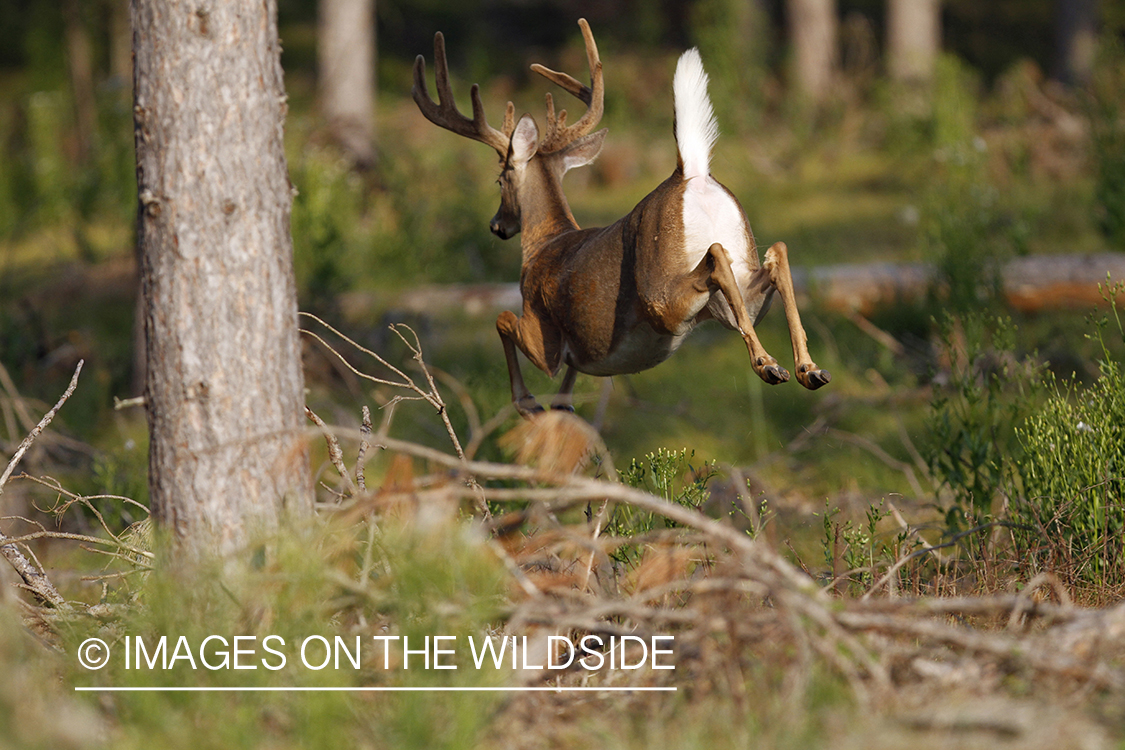 White-tailed buck in habitat.