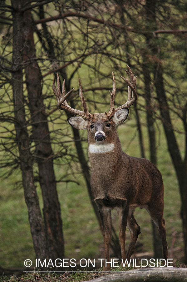 White-tailed buck in habitat.