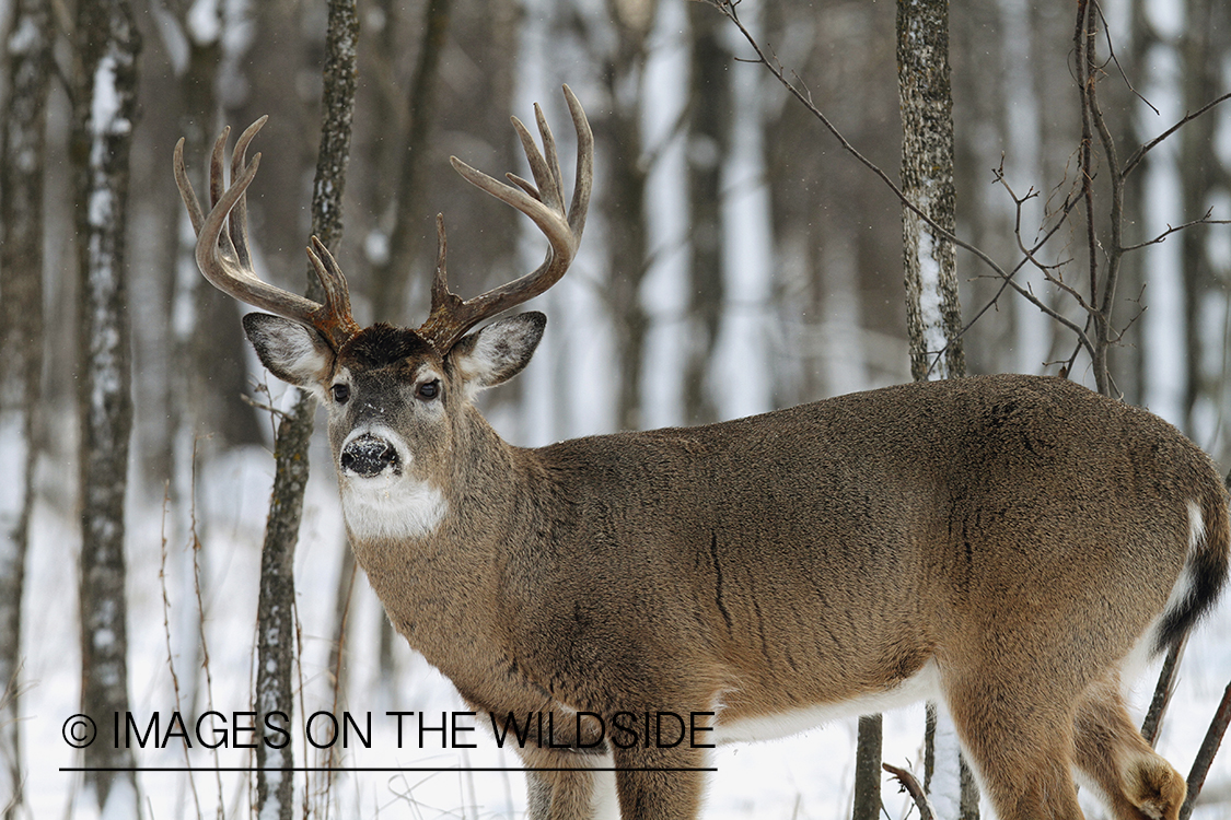 White-tailed buck in winter habitat.