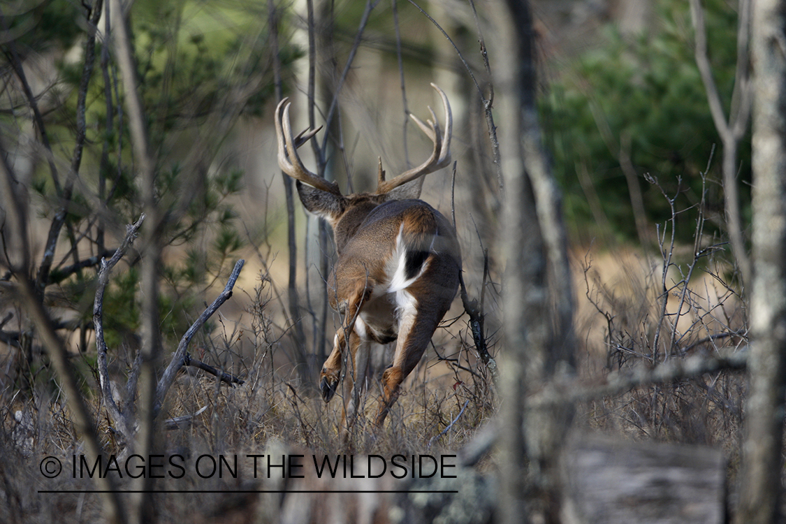 White-tailed buck fleeing.