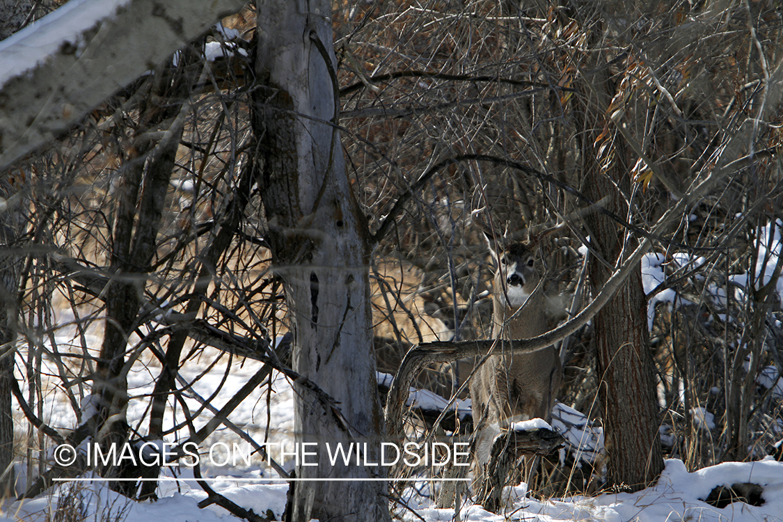 White-tailed buck in habitat.