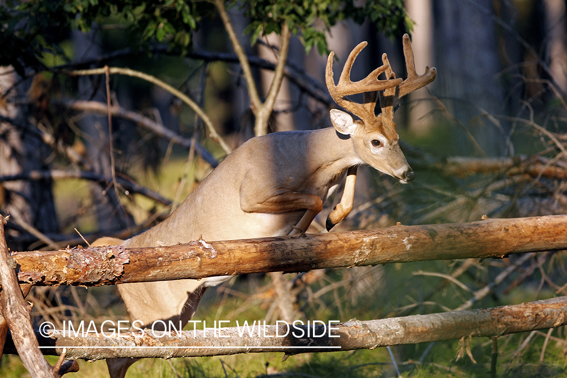 White-tailed buck in habitat.