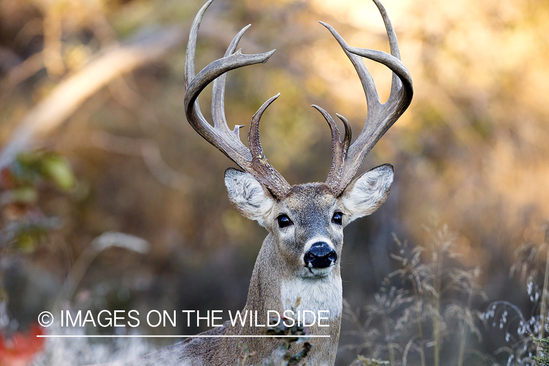 White-tailed buck in habitat. 