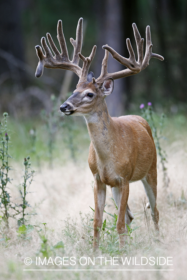 White-tailed buck in velvet.