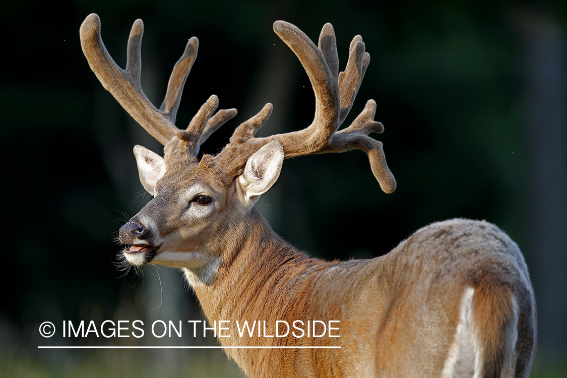 White-tailed buck in velvet.