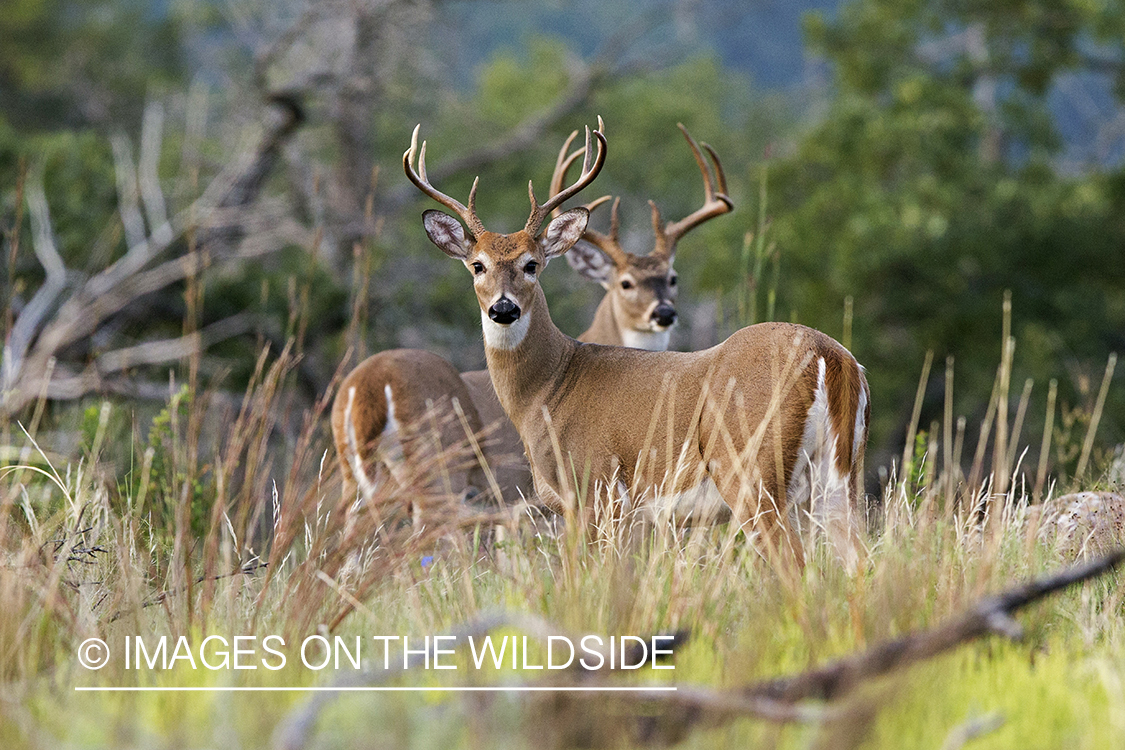 White-tailed bucks in habitat.