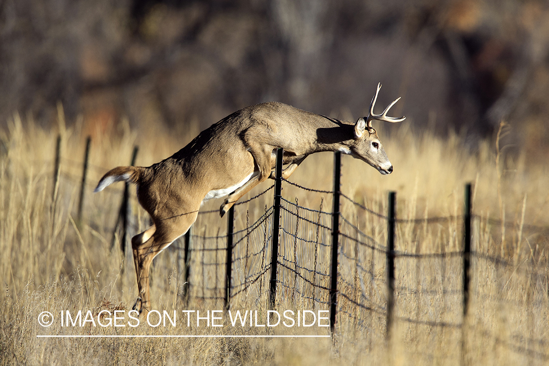 White-tailed buck jumping fence.