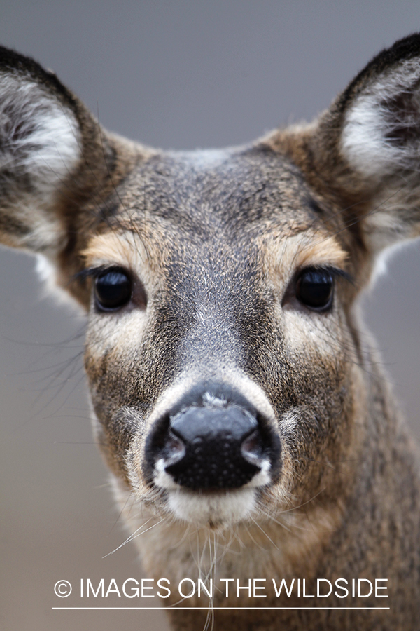 White-tailed doe in habitat. 