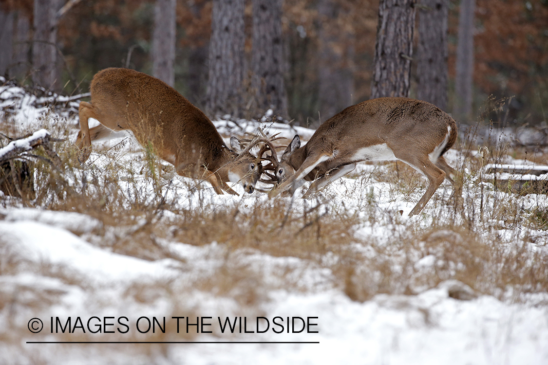 White-tailed bucks fighting during the rut.