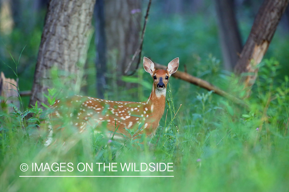 White-tailed deer fawn in habitat.