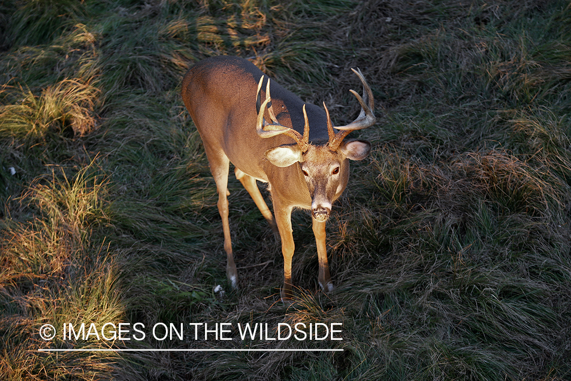 White-tailed buck photographed from tree stand.