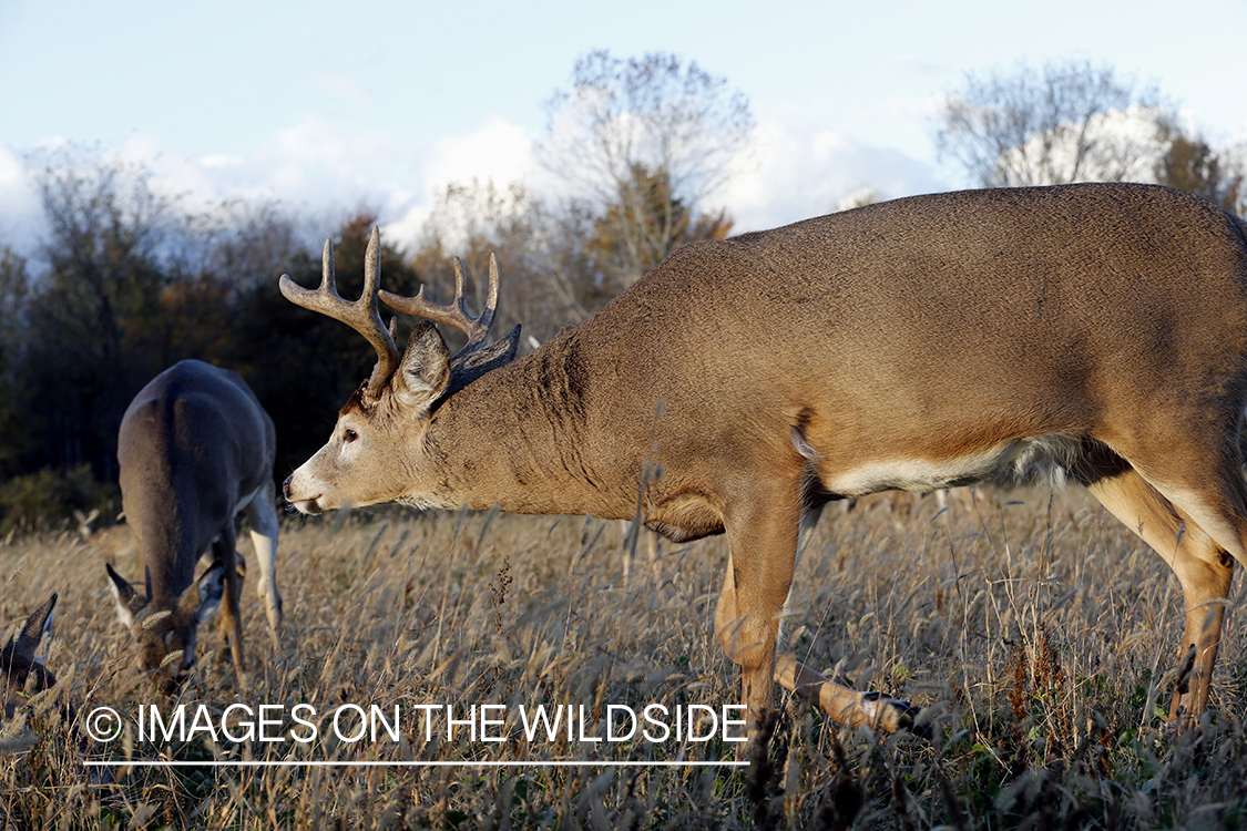 White-tailed buck chasing doe.