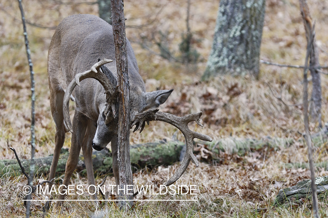 White-tailed buck rubbing on tree in the Rut.