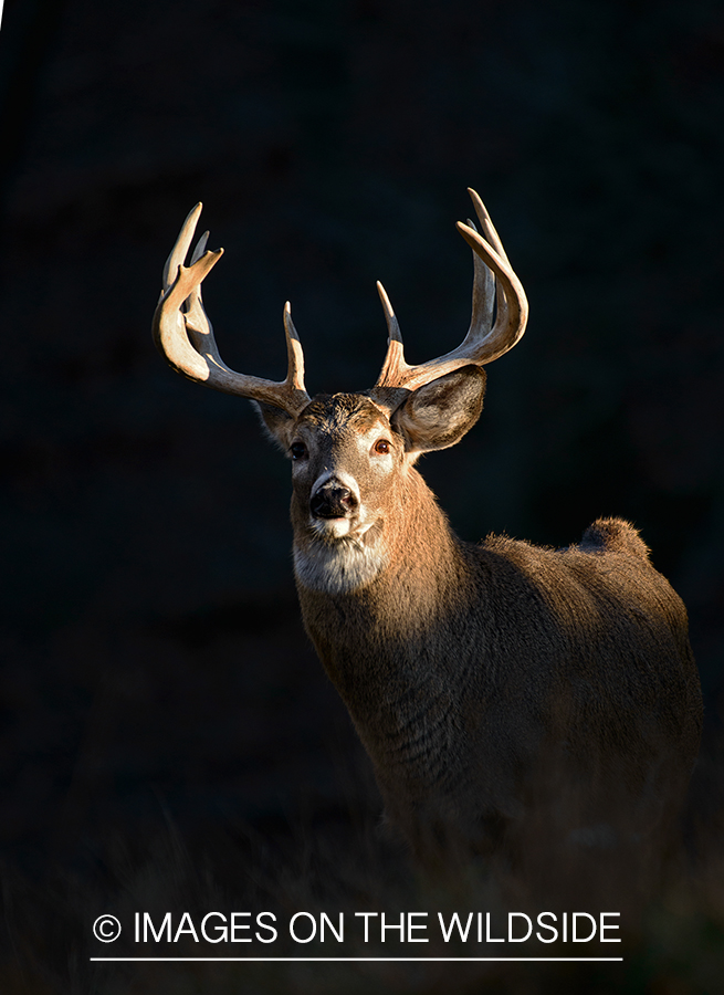 Whitetailed buck in habitat.