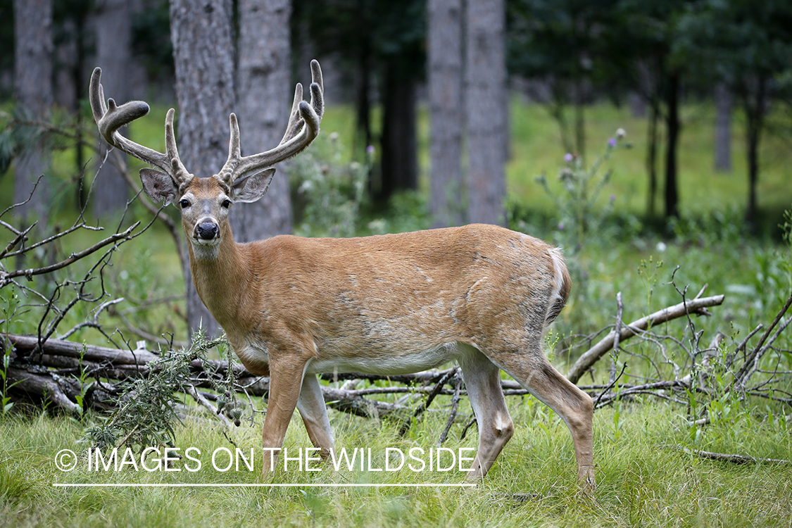 White-tailed buck in velvet.