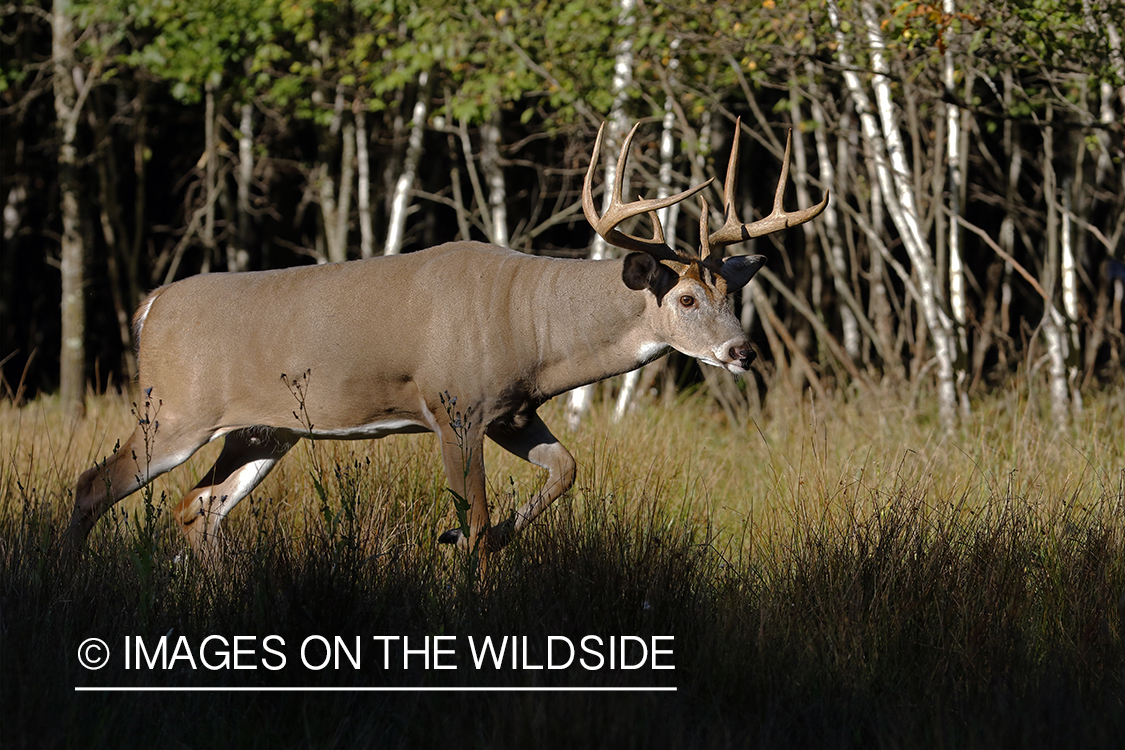 White-tailed buck in field.