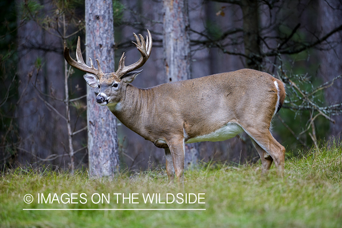 White-tailed buck in field.