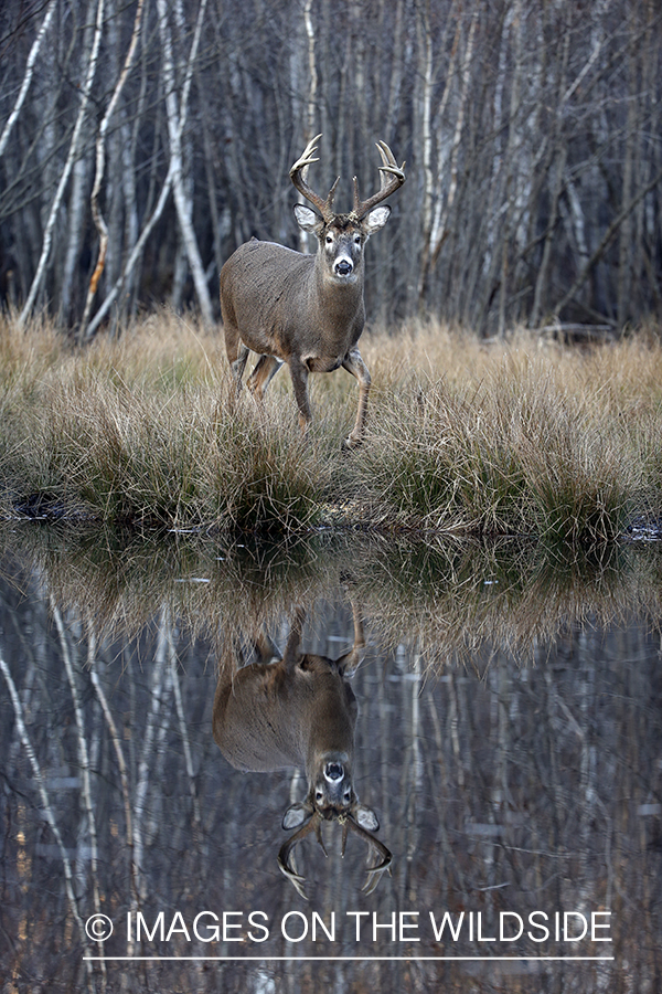 White-tailed buck by water with reflection.