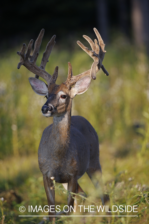 White-tailed buck in field in Velvet.