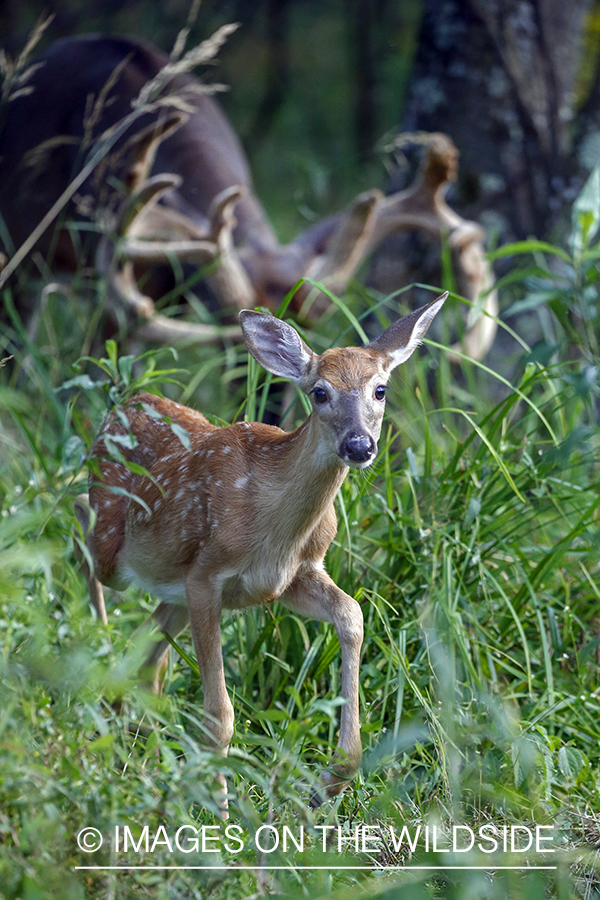 White-tailed fawn in front of buck.