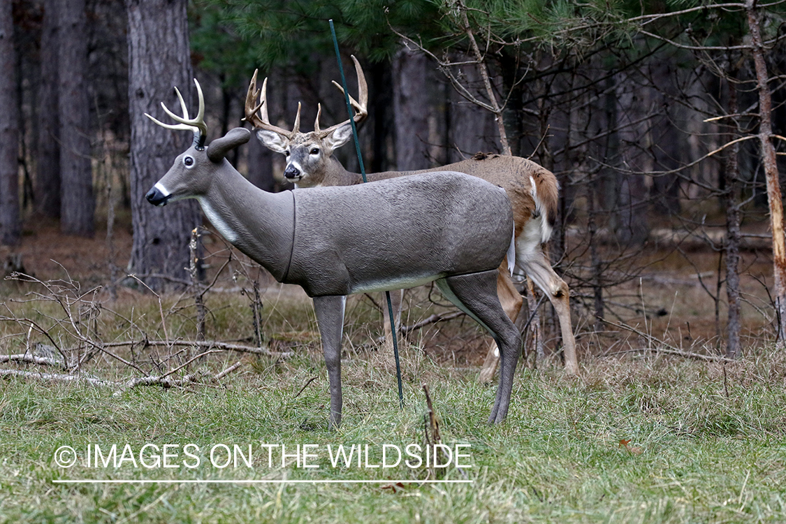 White-tailed buck confronting deer decoy.