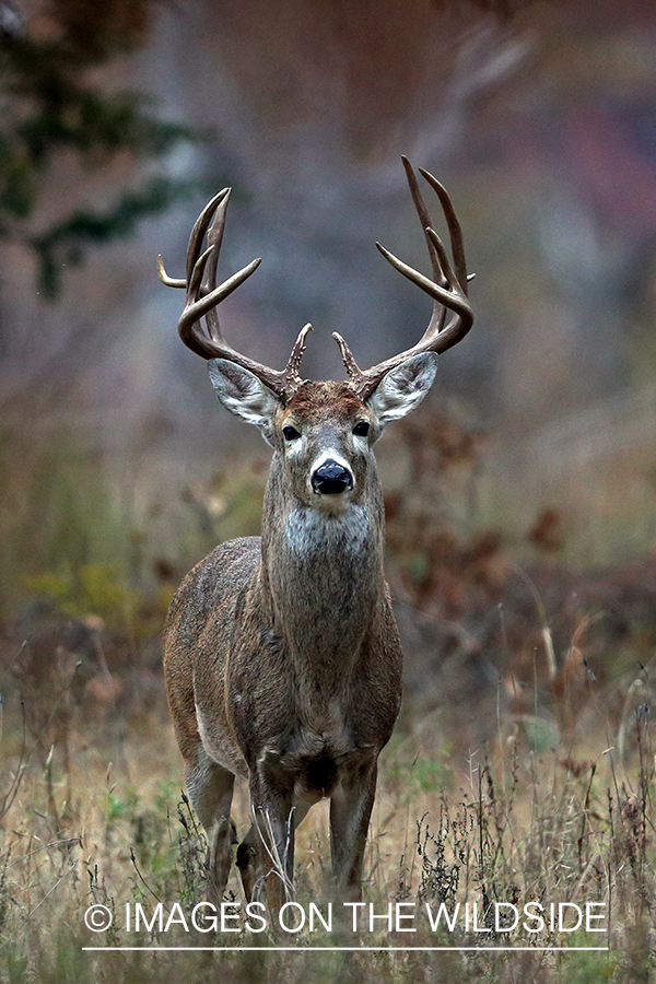 White-tailed buck in field.