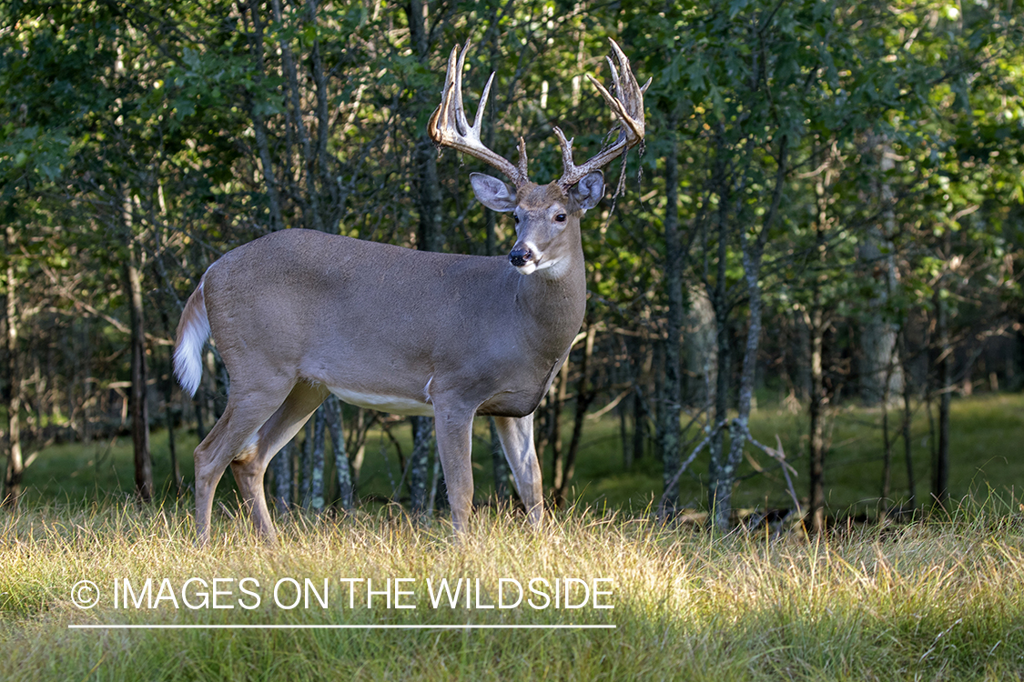 White-tailed buck in the Rut.