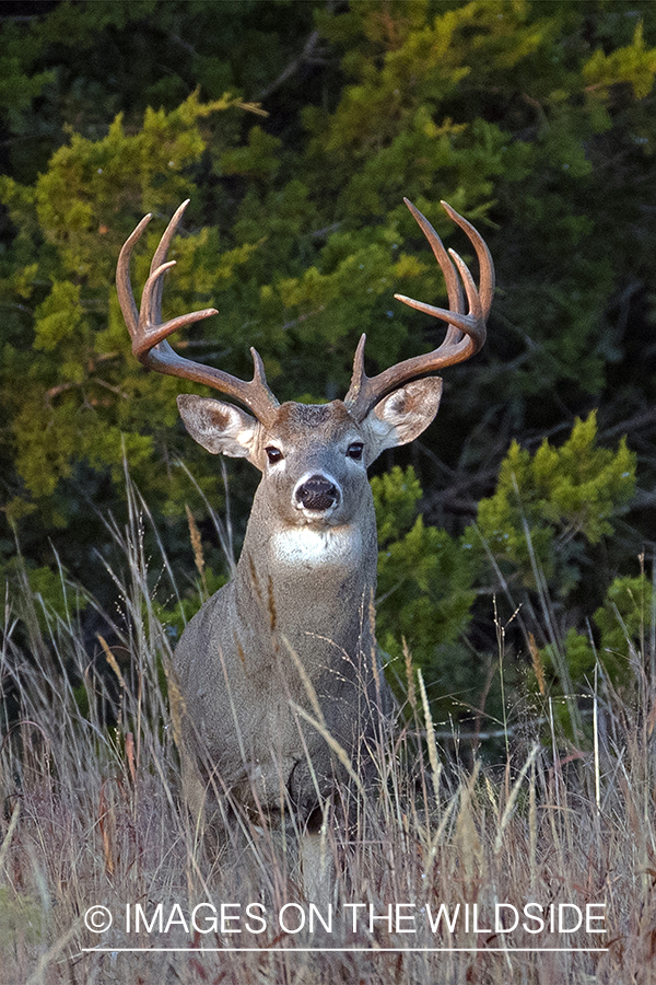 White-tailed buck in field.