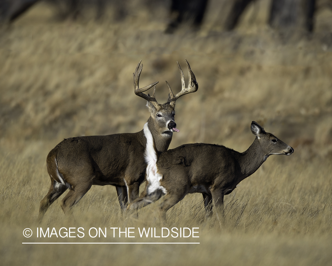 White-tailed buck chasing doe.