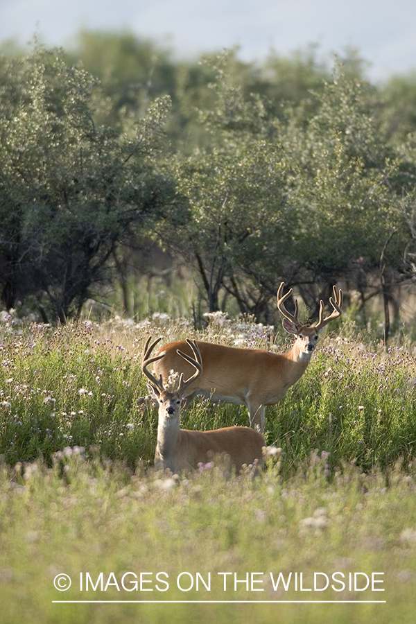 Whitetail deer bucks in velvet.