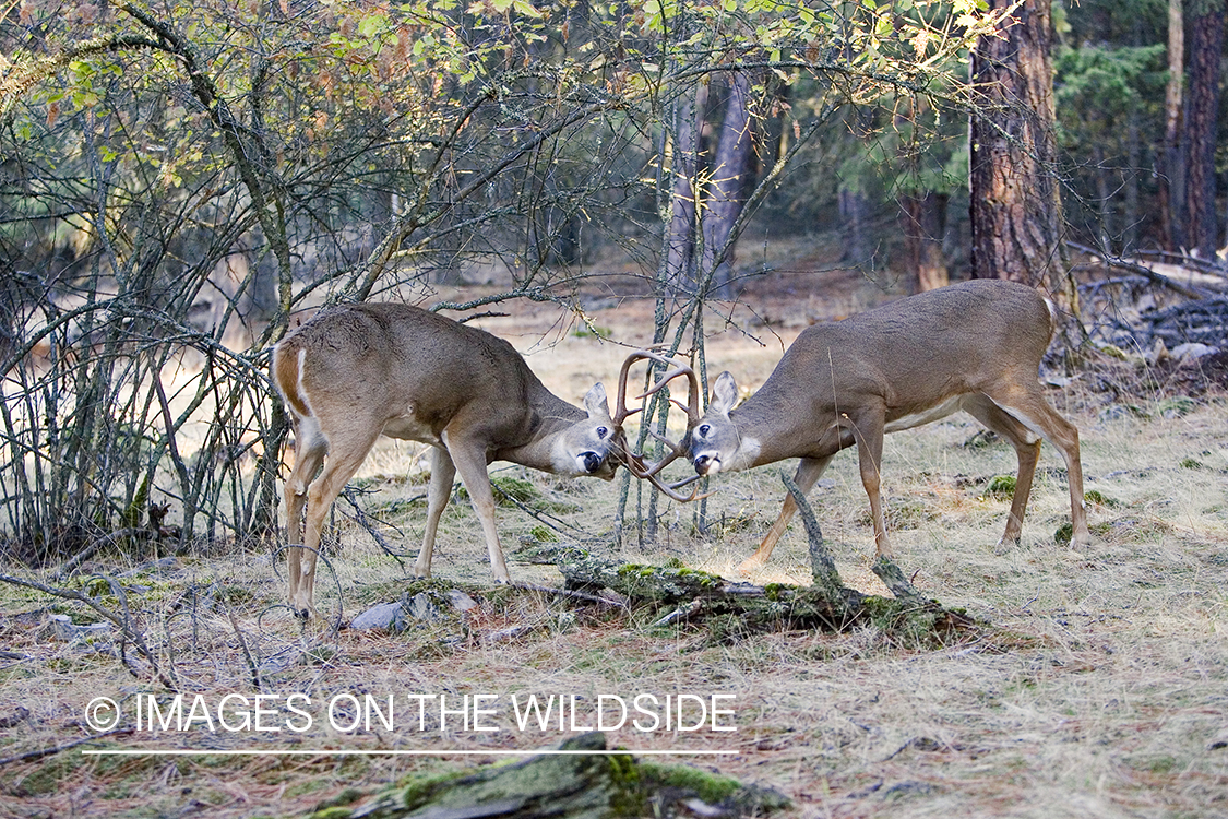 White-tailed deer in habitat