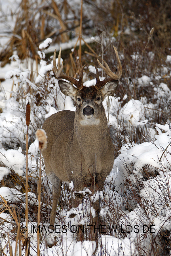 White-tailed deer in habitat