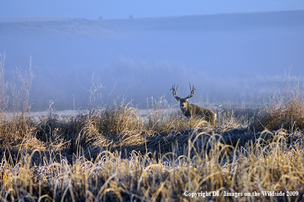 Mule buck in habitat.