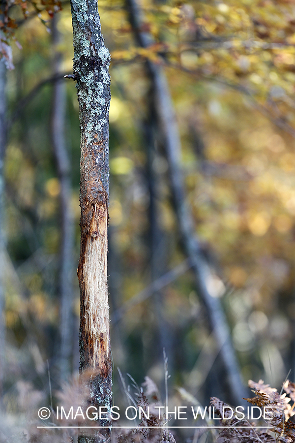 Deer rub in forest. 