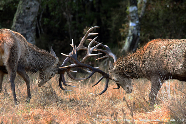 Red Stag in habitat