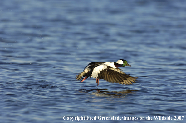 Bufflehead duck