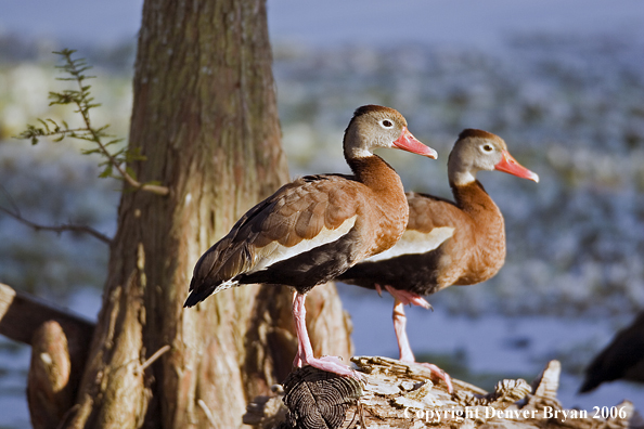 Black-bellied Tree ducks in habitat.