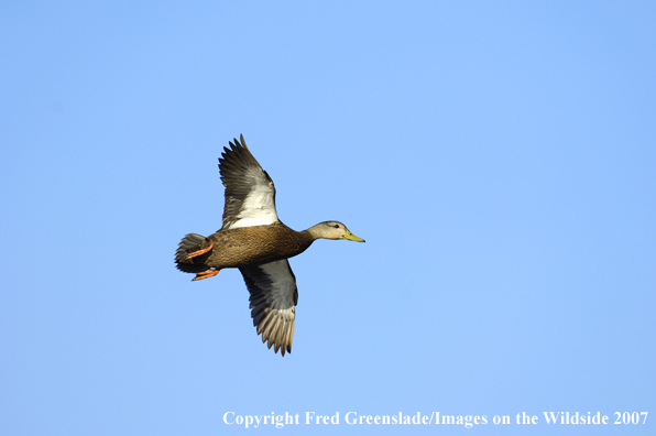 Black duck