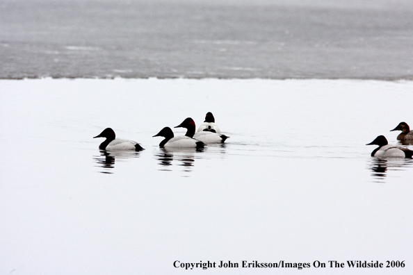 Canvasback ducks in habitat.