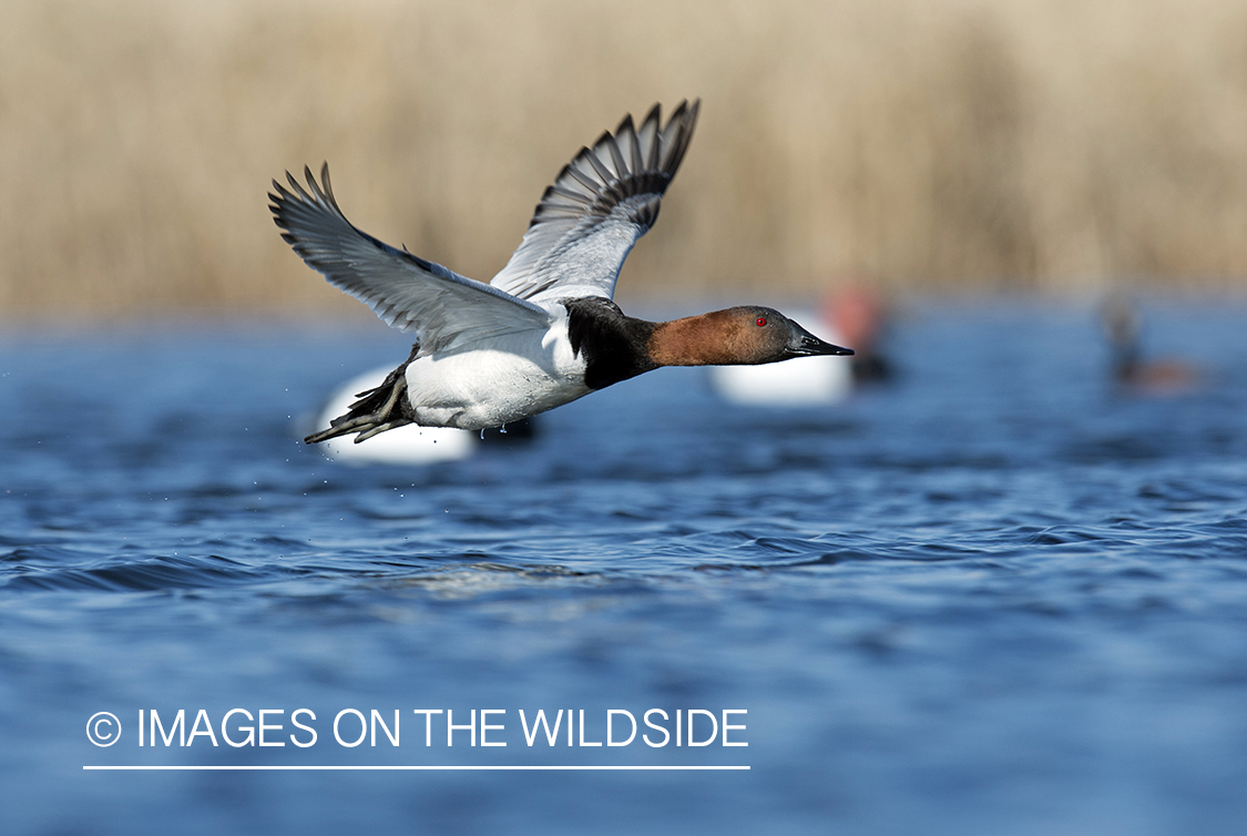 Canvasback in flight.