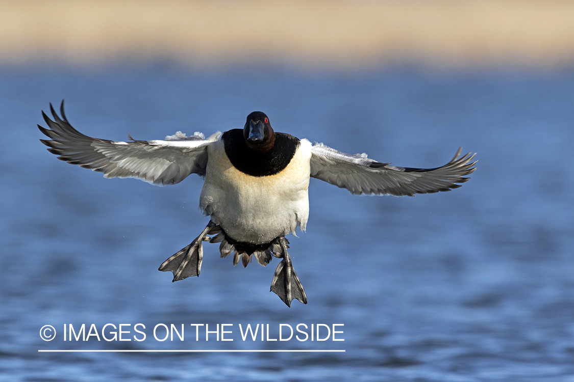 Canvasback drake in flight.