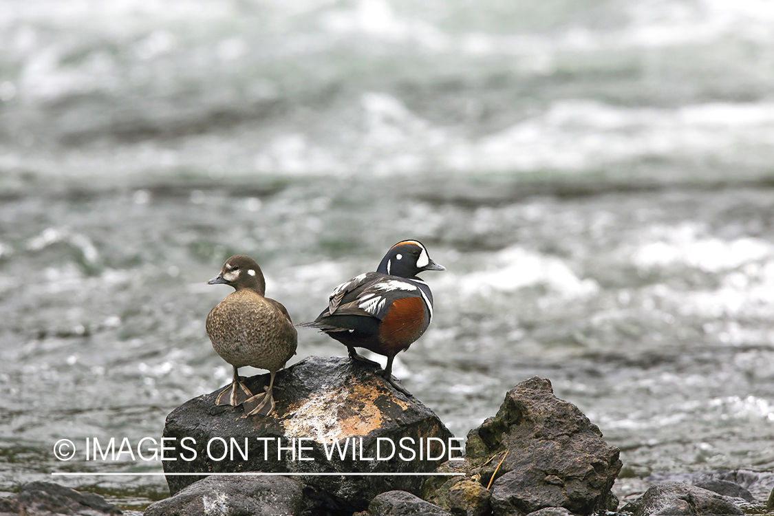 Harlequin ducks by the river.