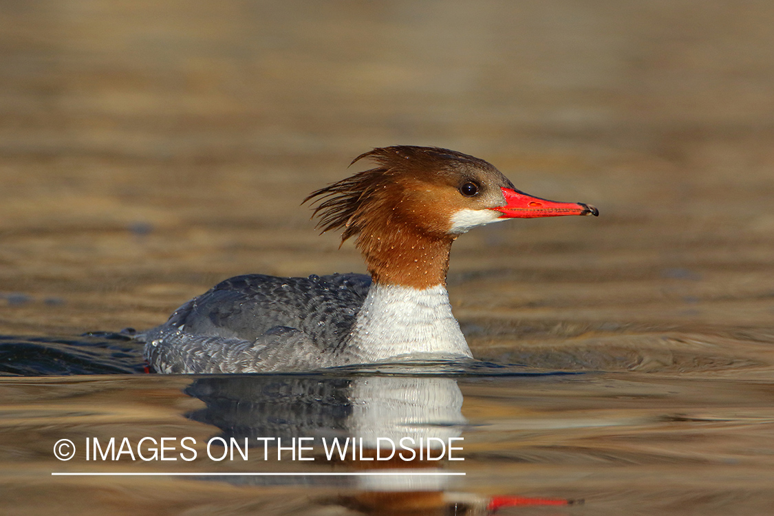 Common Merganser hen on water.