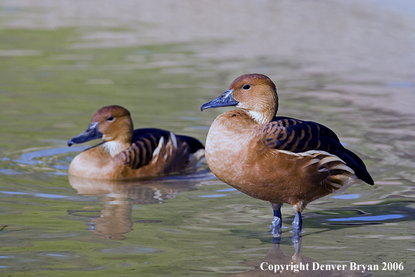 Fulvous Tree ducks in habitat.