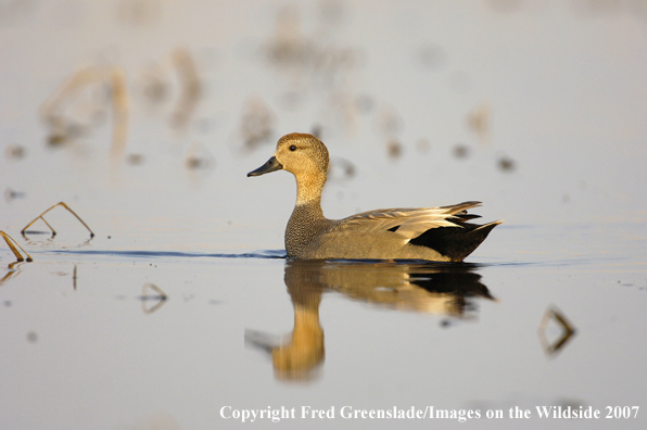 Gadwall duck on the water