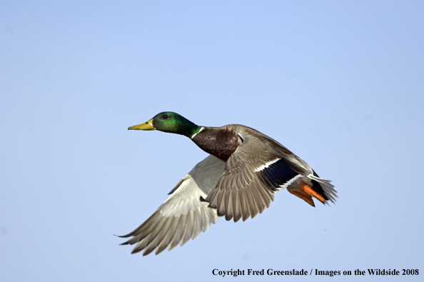 Mallard duck in flight