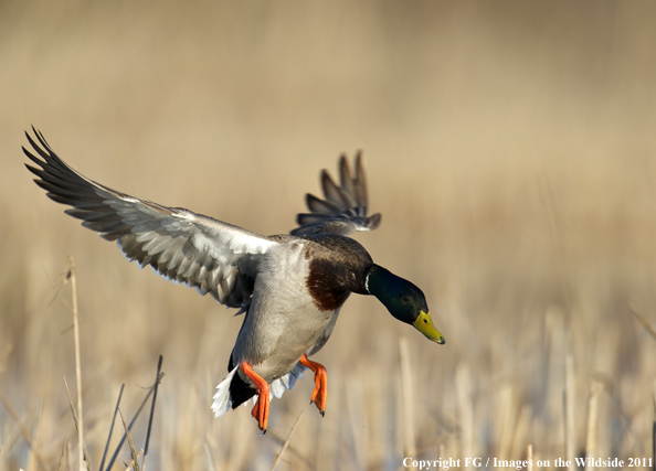 Mallard landing. 